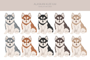 Alaskan Klee Kai puppy all colours clipart. Different coat colors set