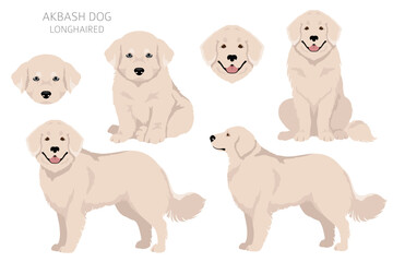 Akbash dog longhaired clipart. Different poses, coat colors set