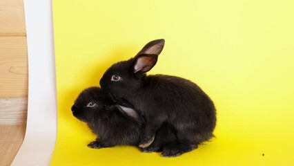 Black rabbits are engaged sex isolated on a yellow background. Reproduction process. Dominant individual. Group of three animals. Studio shoot. Close-up. Valentine day. Happy holiday. Pet. Copy space
