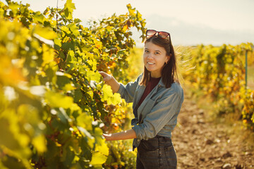 Woman Standing in Vineyard Picking Grapes for Wine Production - 795244659