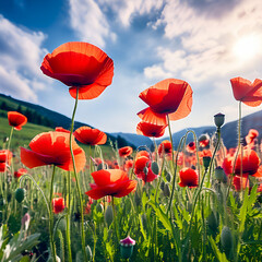 Meadow with poppy flowers as nature background. Nature concept