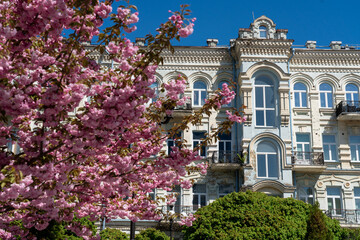 Blooming pink sakura in front of the old beautiful building. Spring in Kyiv, Ukraine. 