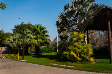 palm trees in the park