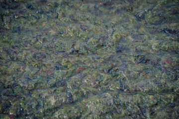 Close-up of wet algae-covered rocks at the shore with visible sand grains and seaweed.