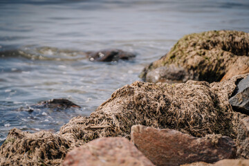 Tuja, Latvia - August 14, 2023 - Seaweed-covered rocks at the edge of water with gentle waves in the background.