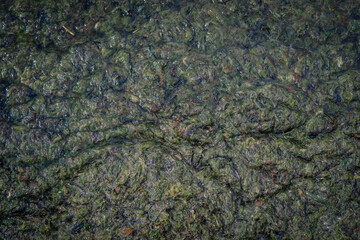 Close-up of wet algae-covered rocks at the shore with visible sand grains and seaweed.