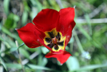 Mountain tulip