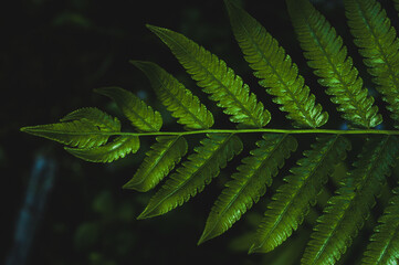close up of green dryopteris affinis fern leaves in garden, abstract background