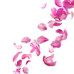A white background with a pile of pink petals in the bottom right corner.