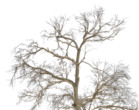 Crown of dry dead tree with broken branches isolated on white background. Blank for artwork on the theme of passing time, age, the struggle of life with death