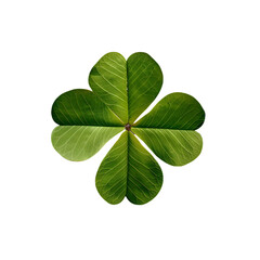  Four leaf clover for good luck on white background.