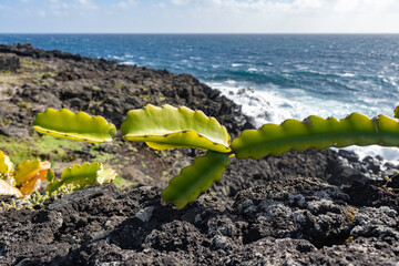 Pico Island. Azores. Amazing panoramic view of Pico in spring. Coast of rocky volcanic black stones on the Atlantic Ocean. Succulents, cacti grow along the road. Waves, seascape.