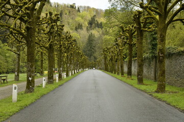 La route entre les arbres taillés en pleine nature bucolique à Bouillon 