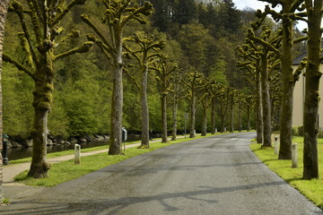La route entre les arbres taillés en pleine nature bucolique à Bouillon 