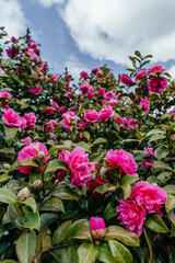 Elegant Camellia Blossoms Reaching for the Sky