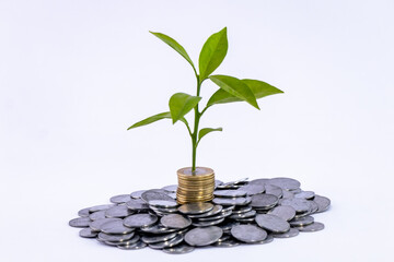 Pile of coins and growth of green leafy plant on the coin.