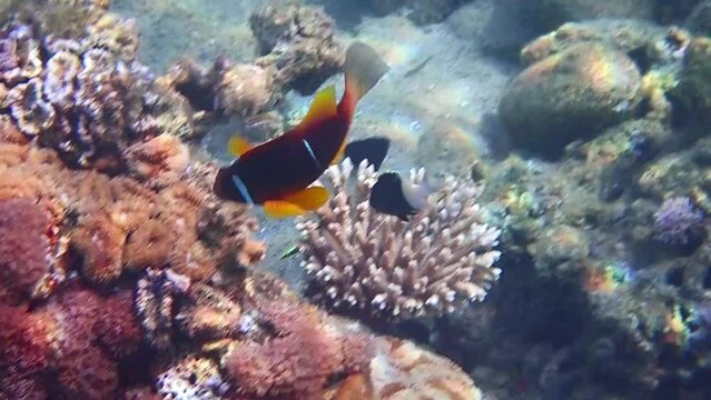 Clown-fish (Amphiprion bicinctus) inhabits coral reefs, it  belongs to family Pomacentridae, life of fish is going in symbiosis with sea anemones, Red Sea, Middle East