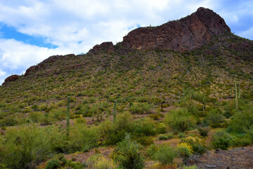 Sonora Desert Arizona Picacho Peak State Park - 795256890