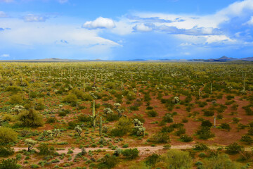 Central Sonora Desert Arizona - 795257614