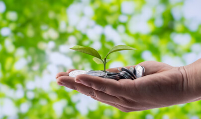 Hand holding a young tree growing on coins.