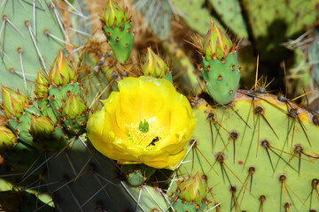 Prickly Pear Cactus Blossom - 795258023