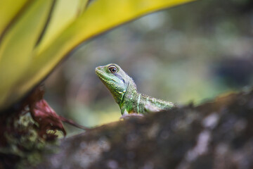 Close-up of green lizard peeking from behind leaves.