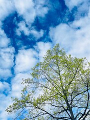 A tree stands tall against a blue sky with fluffy clouds