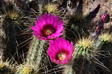 Flowering Hedge Hog cactus - 795258832