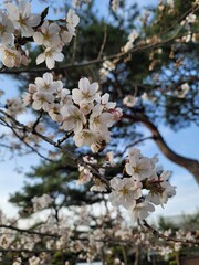 sakura 벚꽃  Cherry blossom