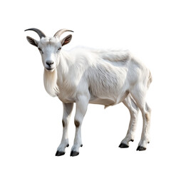 Photo of A goat standing isolated on white background, ultra realistic photography
