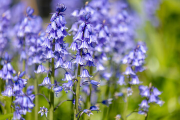 Selective focus of Spanish bluebell, Hyacinthoides hispanica, Endymion hispanicus or Scilla...