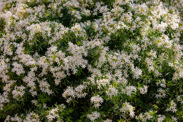 Selective focus white flowers of Choisya ternata full bloom on the tree in spring season, Choisya...