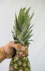 Pineapple is one of the most popular tropical fruits in Brazil
