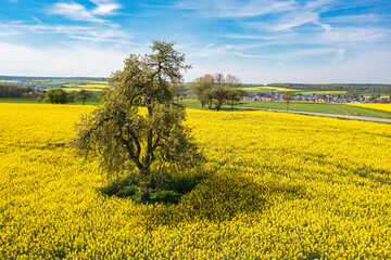 Bird's-eye view of blooming rapeseed fields in Taunus/Germany