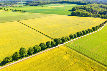 Bird's-eye view of blooming rapeseed fields in Taunus/Germany - obrazy, fototapety, plakaty