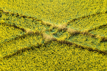 View vertically downwards onto a blooming rapeseed field in Taunus/Germany