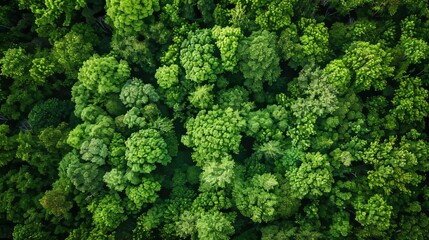 Aerial drone view of green lush forest