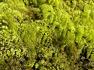 Obraz premium Maidenhair fern; Adiantum venustum