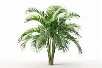 realistic 3d rendering of a lush green palm tree isolated on white background tropical plant