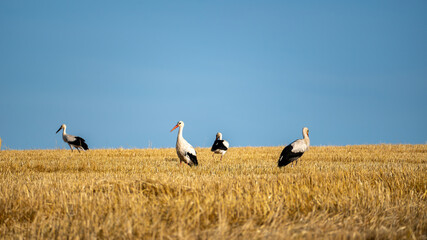Storks  on a stubble field