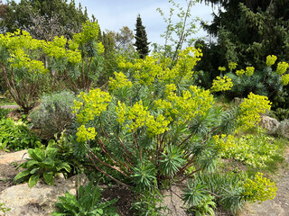 Palisade spurge, Euphorbia characias
