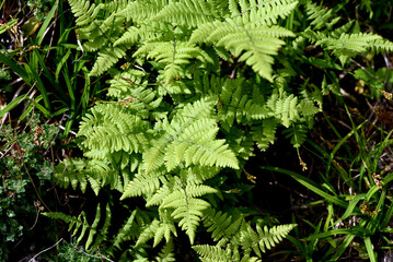 The Ruprechtsfarn, Gymnocarpium robertianum, is a species of fern that is widespread in Central...