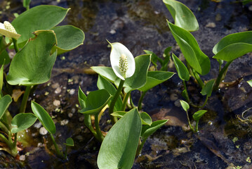 Marsh calla, Calla palustris