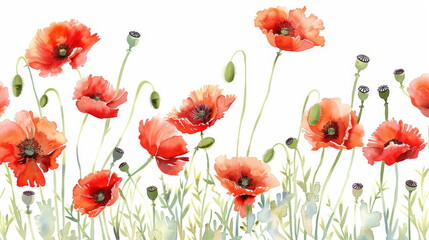 Fototapeta premium Red poppy watercolor illustration, perfect for floral patterns and nature-inspired decor.