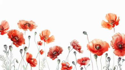 Watercolor poppies against a white backdrop, ideal for botanical themes and stationery.