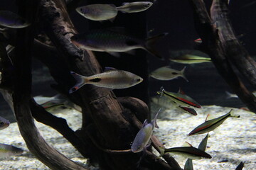 ドーキンシア・フィラメントーサとレッドライントーピードバルブ