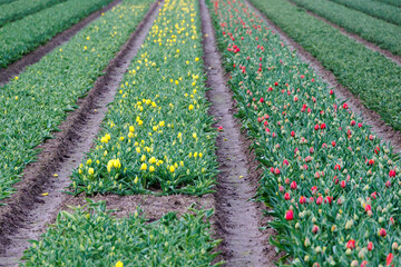 Tulip fields with red and yellow flowering tulips on a tulip bulb farm in North Holland in the...