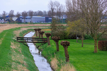 Pruned pollarded willow standing on the bank of a small stream in North Netherlands on a spring day with a cloudy sky - obrazy, fototapety, plakaty