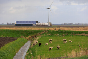 Sheep grazing on a meadow under wind turbines in the Netherlands on a cloudy day