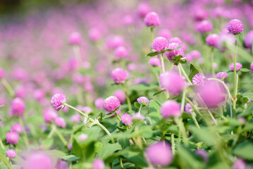 Close up of beautiful pink flower blooming in garden in spring nature background